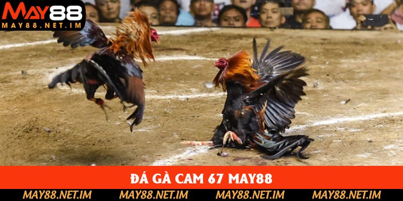 Đá Gà Cam 67 May88: Sân Chơi Đỉnh Cao Cho Người Mê Cá Cược