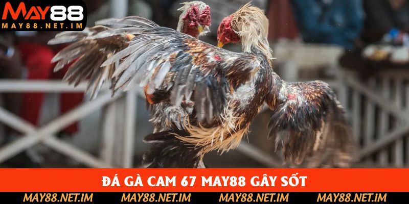 Đá gà cam 67 May88 gây sốt Đá gà cam 67 May88 gây sốt