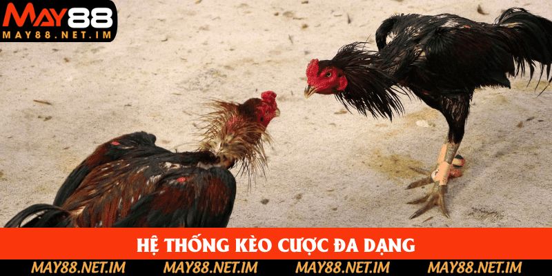 Hệ thống kèo cược đa dạng Hệ thống kèo cược đa dạng