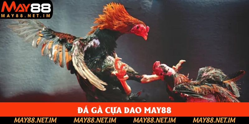 Đá Gà Cựa Dao May88 Làm Say Mê Hàng Triệu Người Chơi