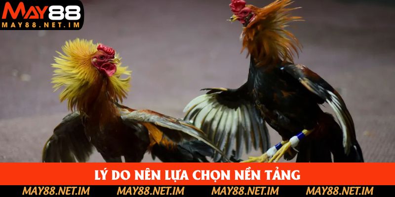 Tổng quan về đá gà cựa dao May88 Tổng quan về đá gà cựa dao May88