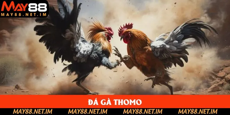 Trải nghiệm sảnh gà Thomo siêu máu lửa đến từng giây phút Trải nghiệm sảnh gà Thomo siêu máu lửa đến từng giây phút