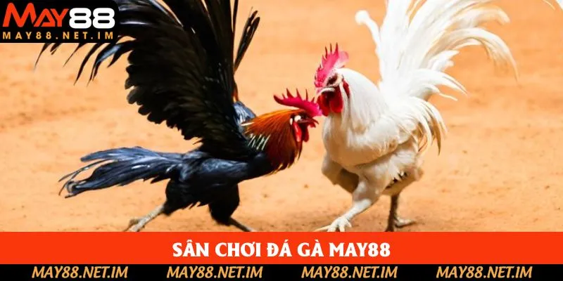 Giới thiệu đấu trường đá gà May88 Giới thiệu đấu trường đá gà May88