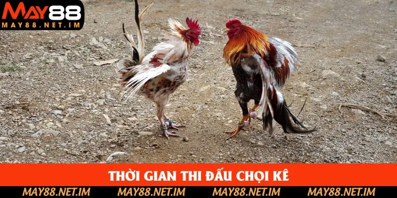 Hội viên cần chú ý về thời gian thi đấu của chiến kê Hội viên cần chú ý về thời gian thi đấu của chiến kê