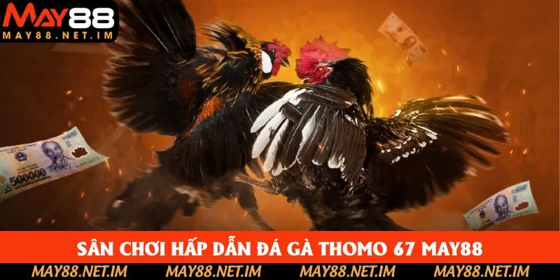 Sân chơi hấp dẫn đá gà thomo 67 May88 Sân chơi hấp dẫn đá gà thomo 67 May88