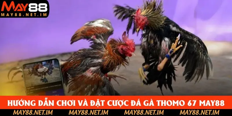 Hướng dẫn chơi và đặt cược đá gà Thomo 67 May88 Hướng dẫn chơi và đặt cược đá gà Thomo 67 May88