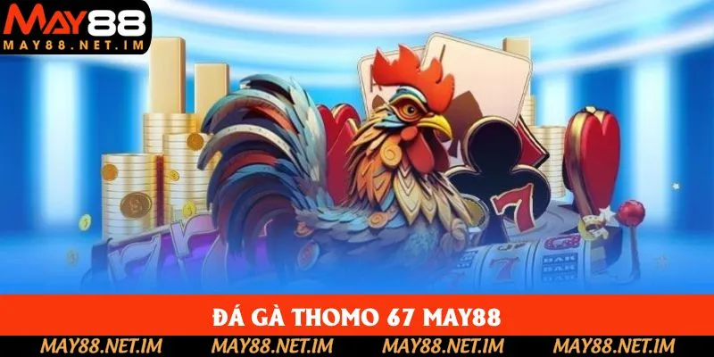 Đá Gà Thomo 67 May88 Trải Nghiệm Không Giới Hạn Thắng Lớn