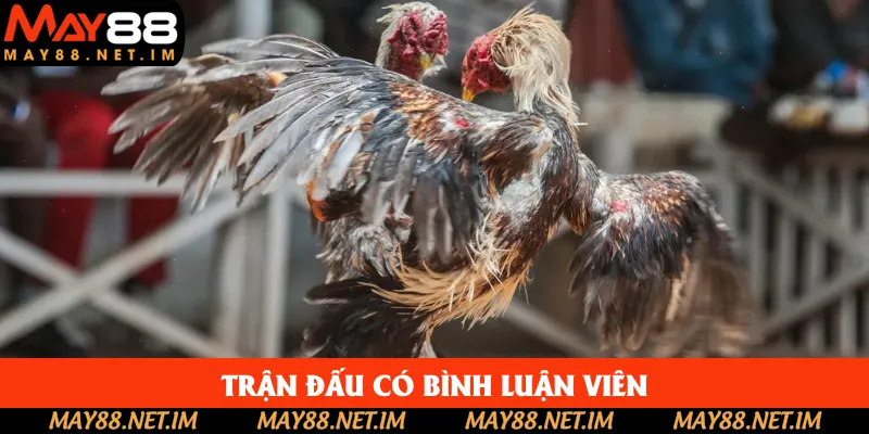 Bình luận viên sẽ dẫn dắt nội dung trận đá gà Bình luận viên sẽ dẫn dắt nội dung trận đá gà