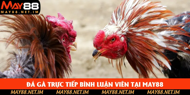 Đá Gà Trực Tiếp Bình Luận Viên Tại May88 Đặc Sắc, Thưởng Cao