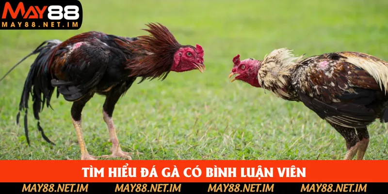 Đôi nét về đá gà trực tiếp bình luận viên tại May88 Đôi nét về đá gà trực tiếp bình luận viên tại May88
