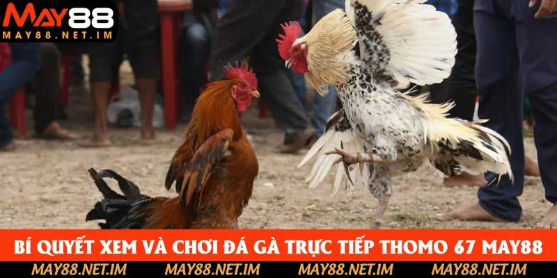 Bí quyết xem và chơi đá gà trực tiếp thomo 67 May88 Bí quyết xem và chơi đá gà trực tiếp thomo 67 May88