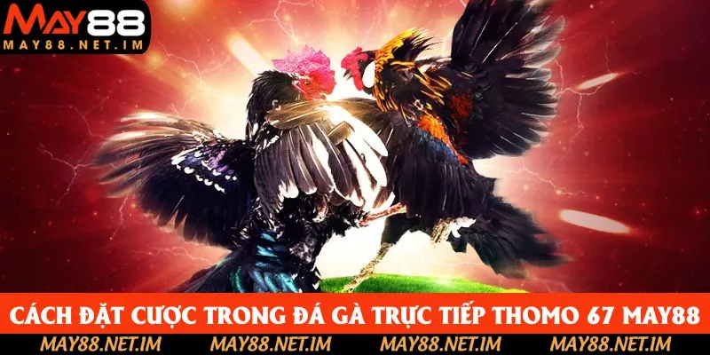 Cách đặt cược trong đá gà trực tiếp thomo 67 May88 Cách đặt cược trong đá gà trực tiếp thomo 67 May88