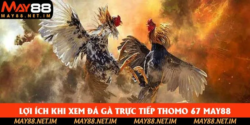Lợi ích khi xem đá gà trực tiếp thomo 67 May88 Lợi ích khi xem đá gà trực tiếp thomo 67 May88