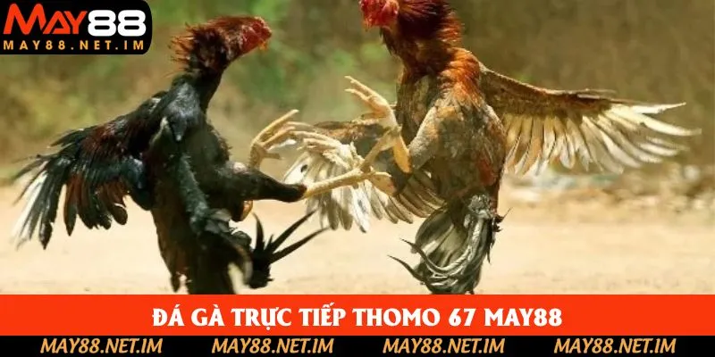 Đá Gà Trực Tiếp Thomo 67 May88 - Rinh Lộc Về Tay Cực Nhanh